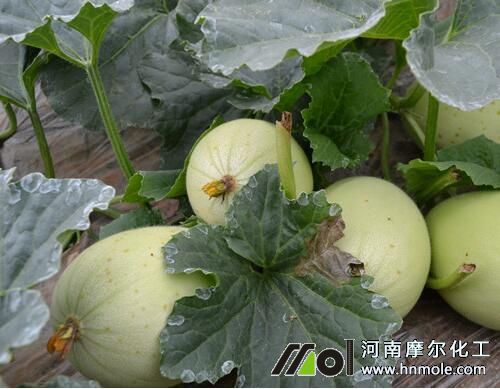 香瓜水溶肥用法用量 香瓜水溶肥用法用量