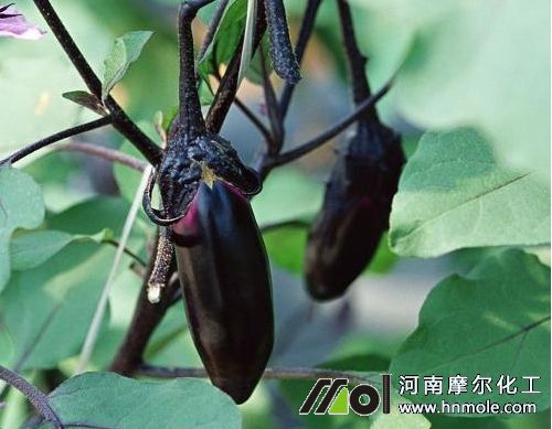 茄子需肥特點規律 茄子需肥特點規律