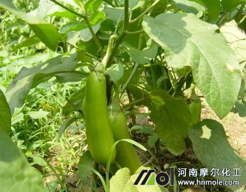 茄子施肥注意 茄子施肥注意