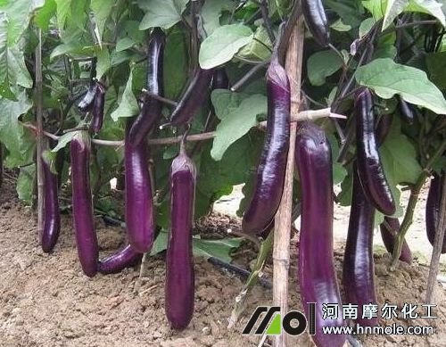 茄子開花后追施水溶肥 茄子開花后追施水溶肥