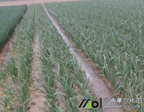 大蒜越冬前施水溶肥 大蒜越冬前施水溶肥