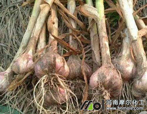 大蒜膨大期施水溶肥 大蒜膨大期施水溶肥