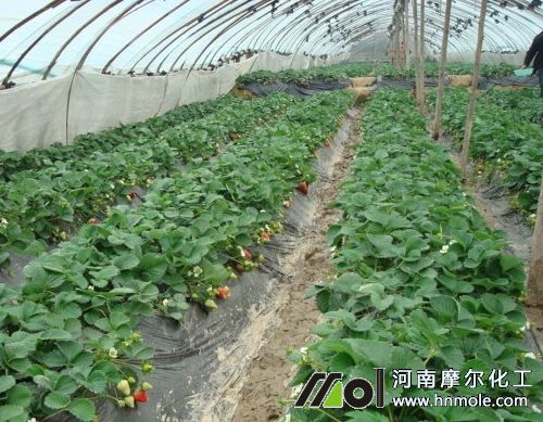 草莓果軟不甜原因 草莓果軟不甜原因