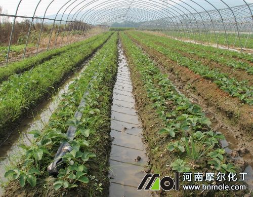 草莓水溶肥施用方法 草莓水溶肥施用方法