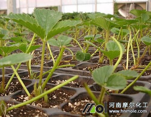 大棚草莓需肥規(guī)律 大棚草莓需肥規(guī)律