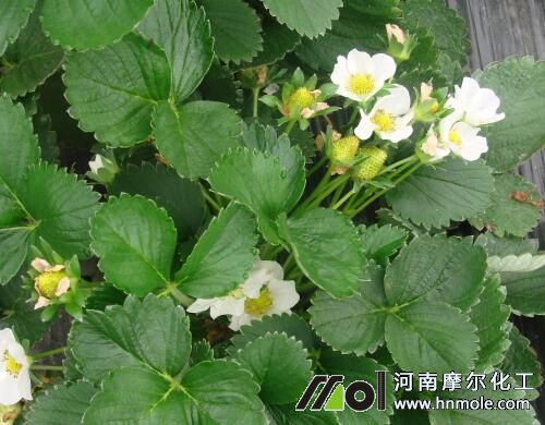 大棚草莓需肥規(guī)律 大棚草莓需肥規(guī)律