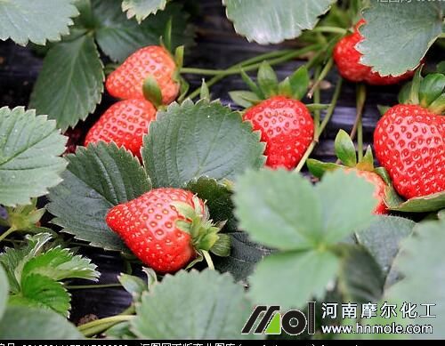 草莓膨大期水溶肥選擇 草莓膨大期水溶肥選擇