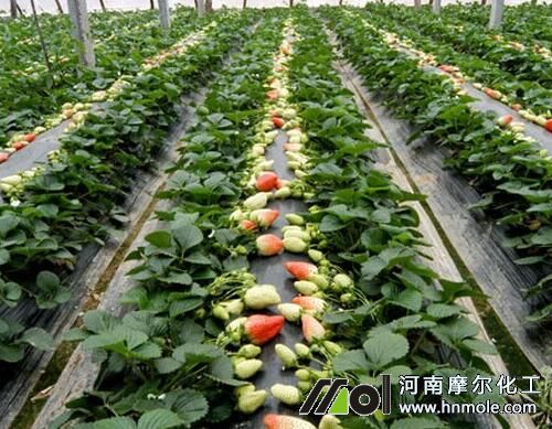 草莓上色不均勻原因 草莓上色不均勻原因