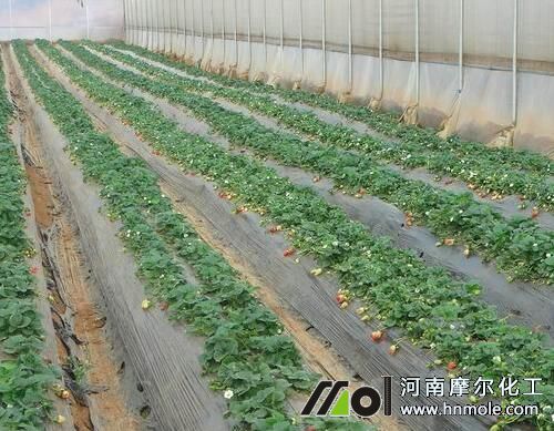 草莓水溶肥用法用量 草莓水溶肥用法用量