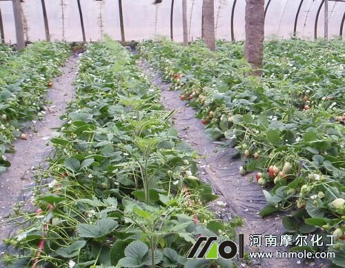 草莓上色不好原因 草莓上色不好原因