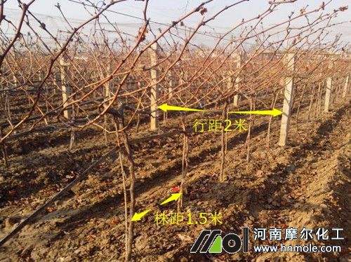 葡萄苗栽植距離 葡萄苗栽植距離