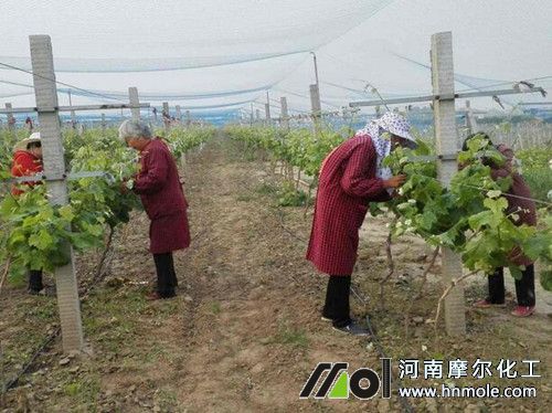 葡萄種植水溶肥的選擇 葡萄種植水溶肥的選擇