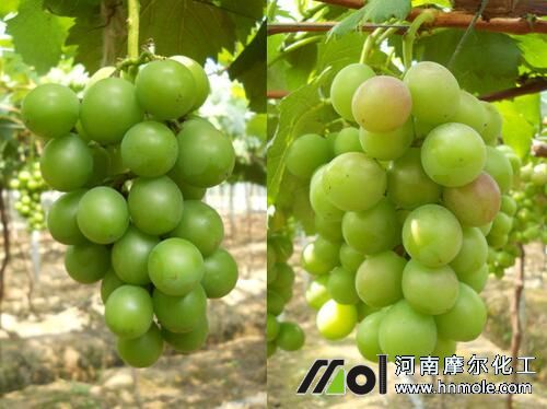 葡萄結(jié)果期水溶肥選擇 葡萄結(jié)果期水溶肥選擇