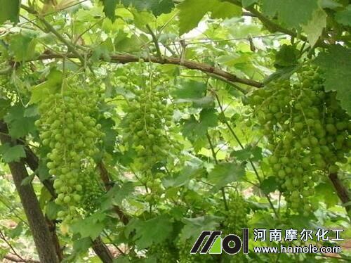 水溶肥使用方法 水溶肥使用方法