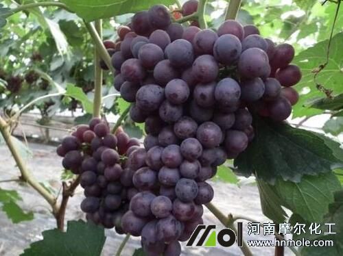 葡萄轉(zhuǎn)色期管理方法 葡萄轉(zhuǎn)色期管理方法