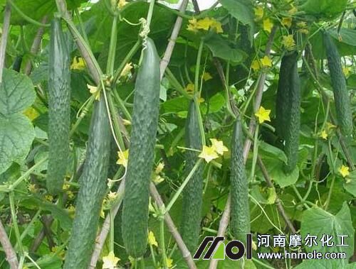 黃瓜水溶肥用量 黃瓜水溶肥用量