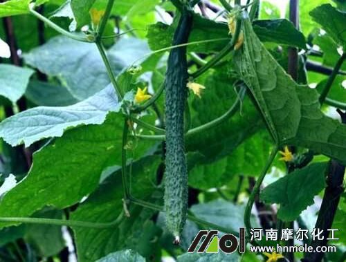 黃瓜水溶肥用法 黃瓜水溶肥用法