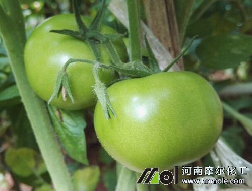 西紅柿膨大期追施肥料 西紅柿膨大期追施肥料