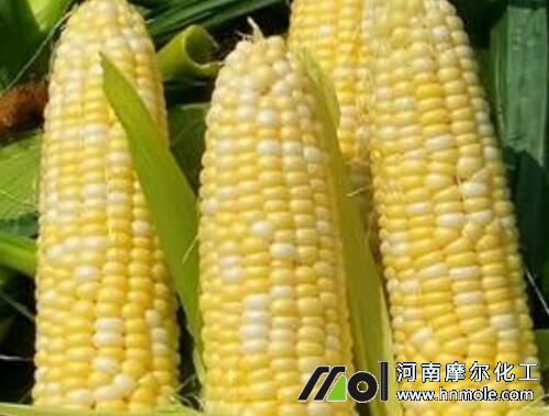 甜玉米需肥特點 甜玉米需肥特點