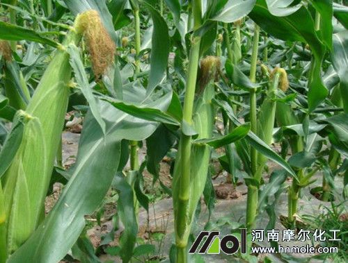 玉米施肥技術 玉米施肥技術