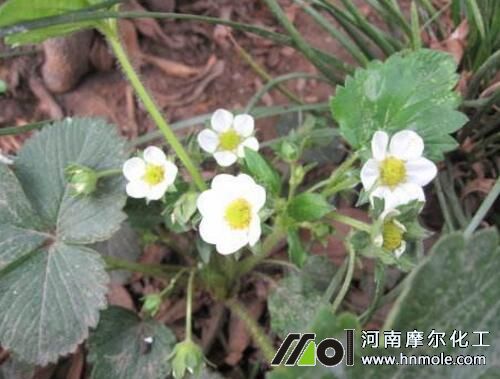 草莓現(xiàn)蕾期 草莓現(xiàn)蕾期