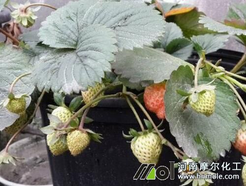 草莓結(jié)果期 草莓結(jié)果期