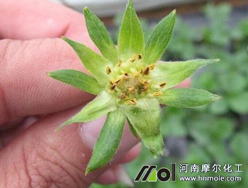 草莓花芽分化期 草莓花芽分化期