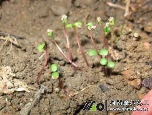 草莓萌芽期 草莓萌芽期