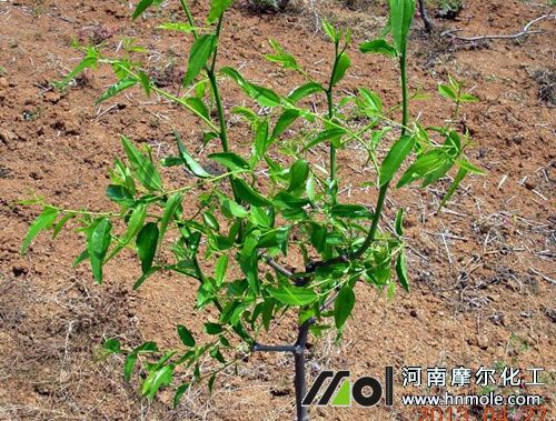 棗樹抽條期 棗樹抽條期