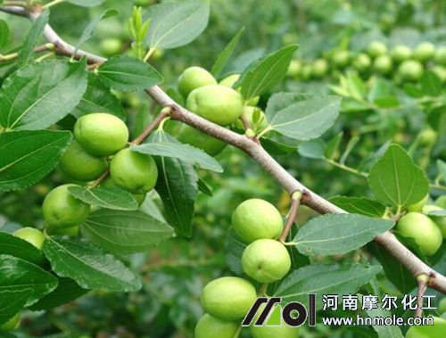 棗樹果實膨大期 棗樹果實膨大期