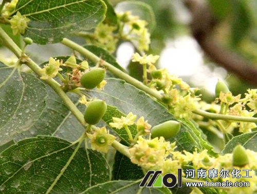 棗樹開花坐果期 棗樹開花坐果期