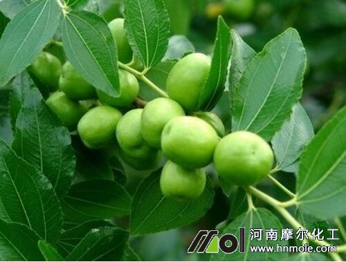 棗樹兩年結果 棗樹兩年結果