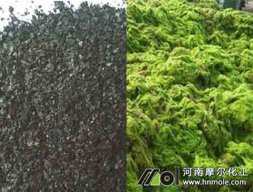 海藻肥性狀 海藻肥性狀