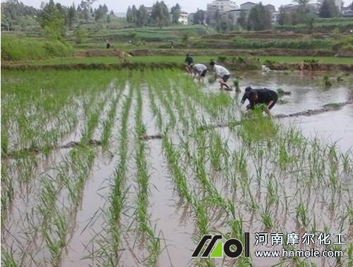 水稻撒施海藻肥 水稻撒施海藻肥