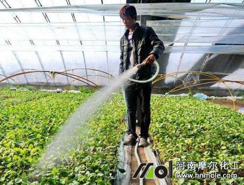 根部沖施海藻肥 根部沖施海藻肥