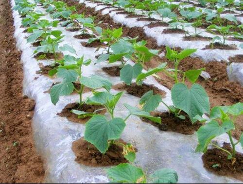 黃瓜使用硫酸鉀復合肥 黃瓜使用硫酸鉀復合肥