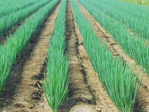大蔥使用硫酸鉀復合肥 大蔥使用硫酸鉀復合肥