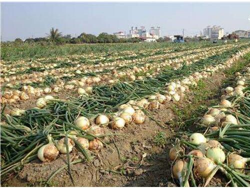 洋蔥使用硫酸鉀復合肥 洋蔥使用硫酸鉀復合肥