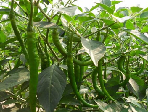 辣椒使用硫酸鉀復合肥 辣椒使用硫酸鉀復合肥