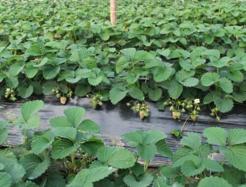 草莓使用硫酸鉀復合肥 草莓使用硫酸鉀復合肥