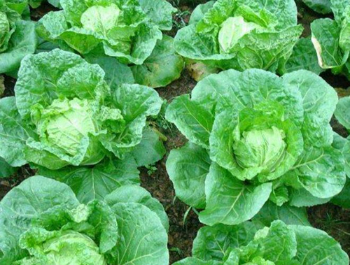 大白菜使用硫酸鉀復合肥 大白菜使用硫酸鉀復合肥