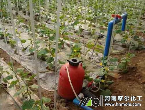 大量元素水溶肥使用方法 大量元素水溶肥使用方法