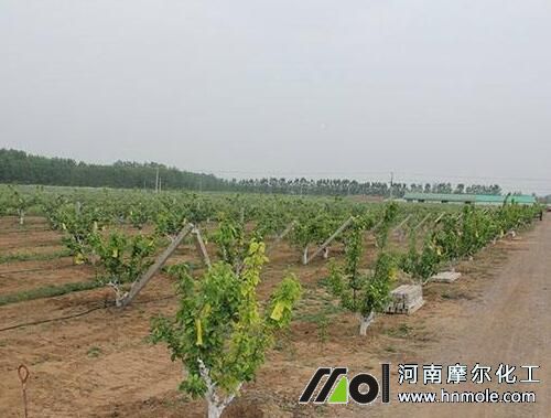 春季果樹水溶肥選擇 春季果樹水溶肥選擇