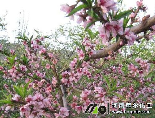 果樹花前追施含磷水溶肥 果樹花前追施含磷水溶肥