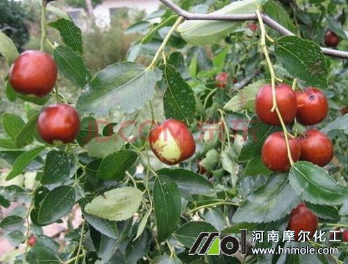 棗樹結(jié)果期追施高鉀水溶肥 棗樹結(jié)果期追施高鉀水溶肥