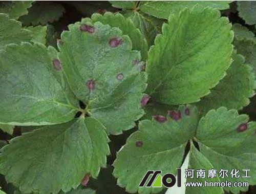 草莓蛇眼病圖片 草莓蛇眼病圖片