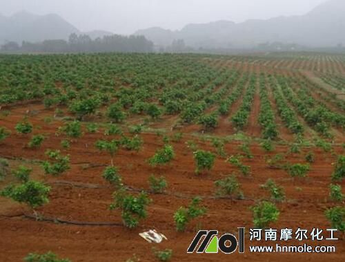 柑桔生根期施水溶肥 柑桔生根期施水溶肥