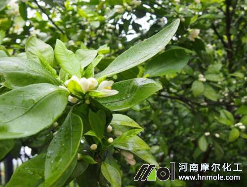 柑桔開(kāi)花結(jié)果期施水溶肥 柑桔開(kāi)花結(jié)果期施水溶肥