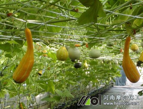 瓜果類蔬菜 瓜果類蔬菜