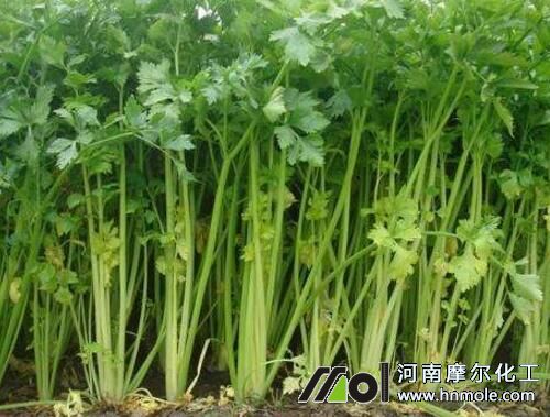 葉莖類蔬菜 葉莖類蔬菜